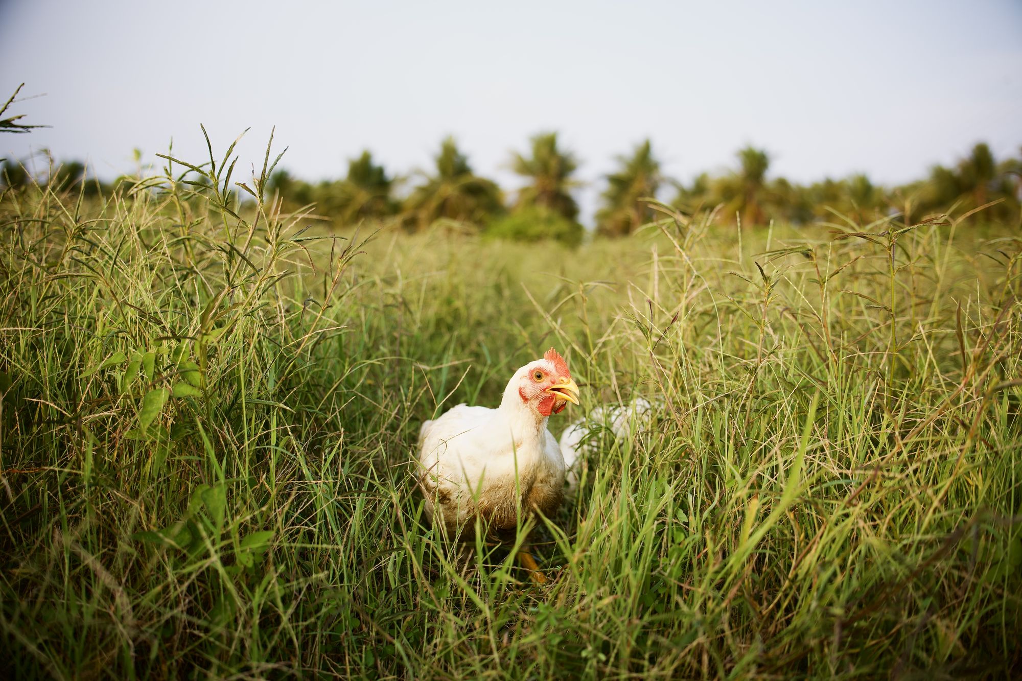 Pollo de Mālama forrajeando en pastizal alto