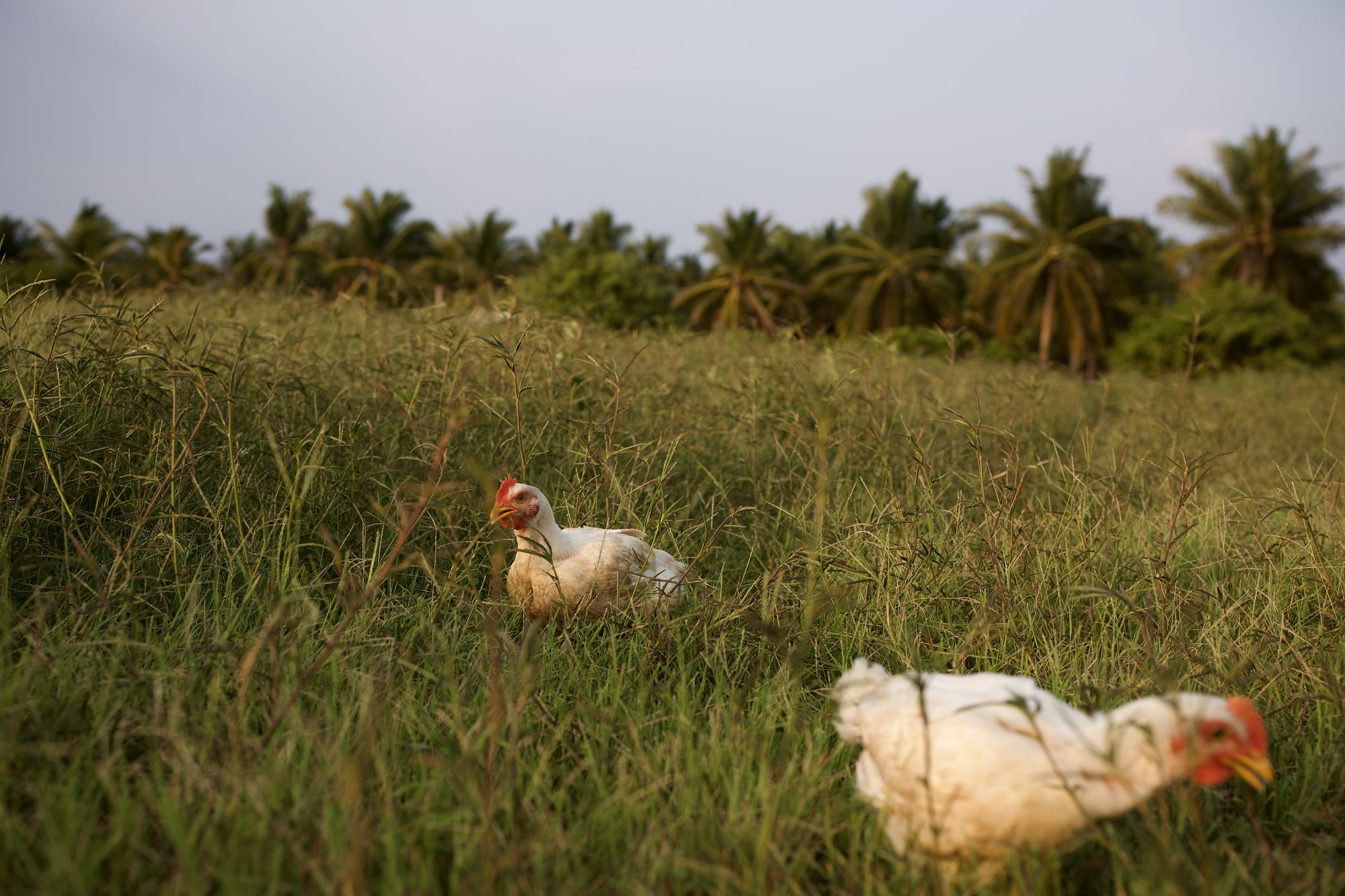Dos pollos de Mālama entre el pastizal dorado al atardecer, con palmeras al fondo