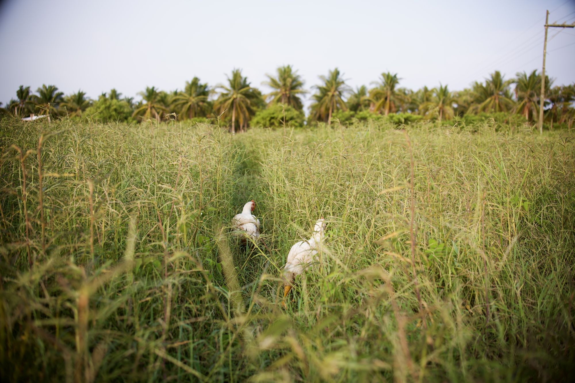 Pollos de Mālama entre el pastizal, con palmeras de El Paredón al fondo