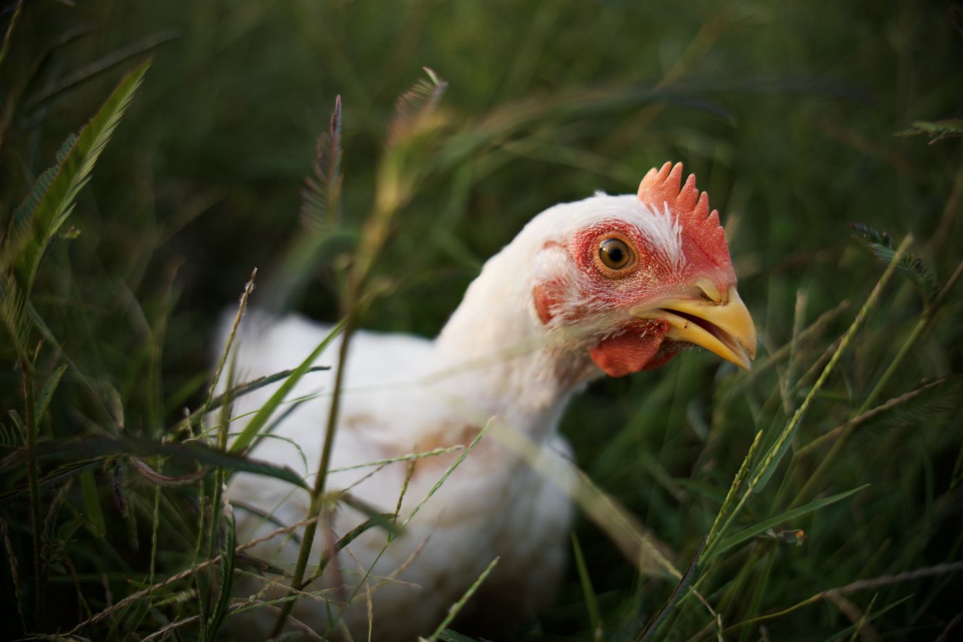 Primer plano de la cabeza de un pollo de Mālama al atardecer