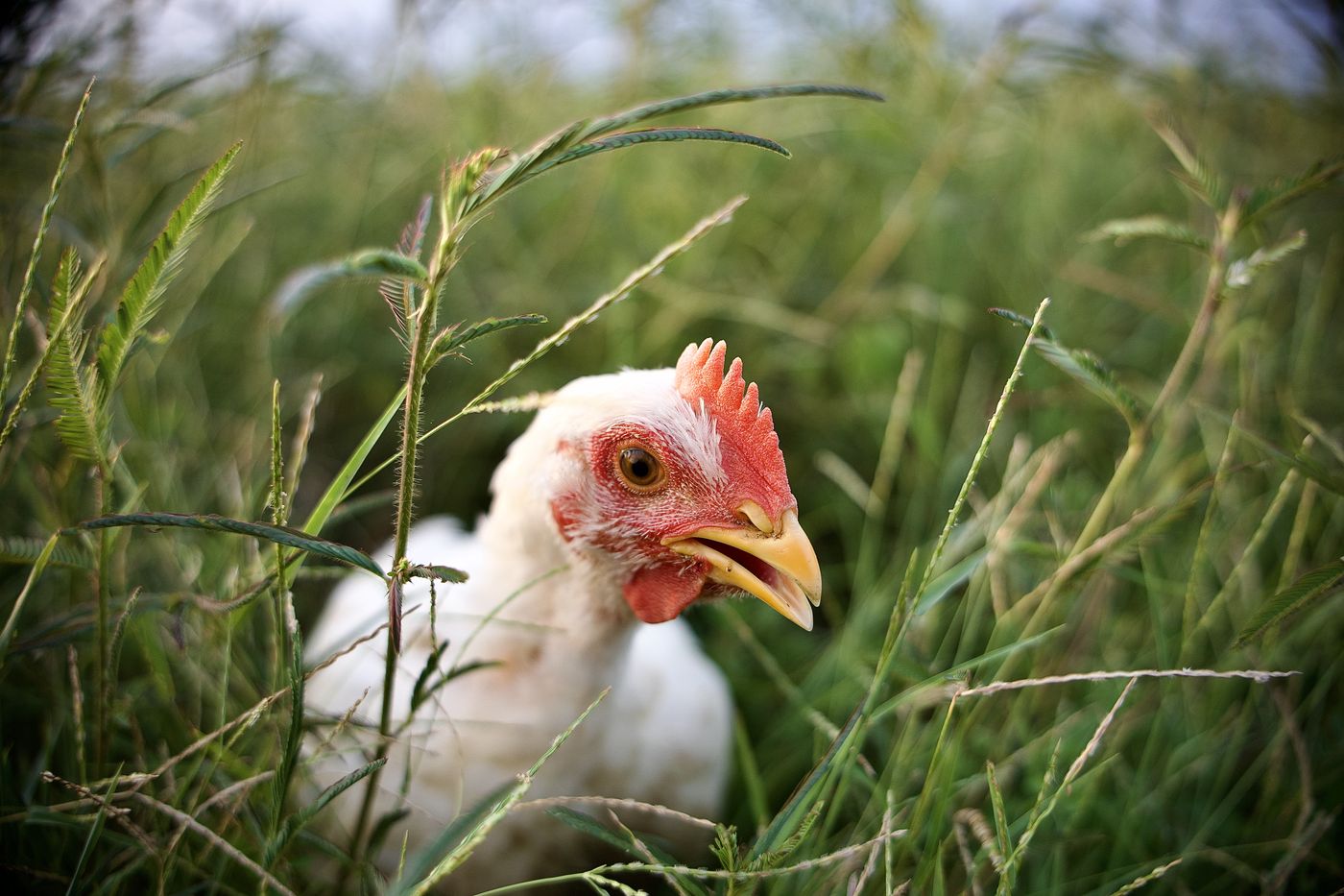 Primer plano de un pollo de Mālama entre la grama, mirando a cámara