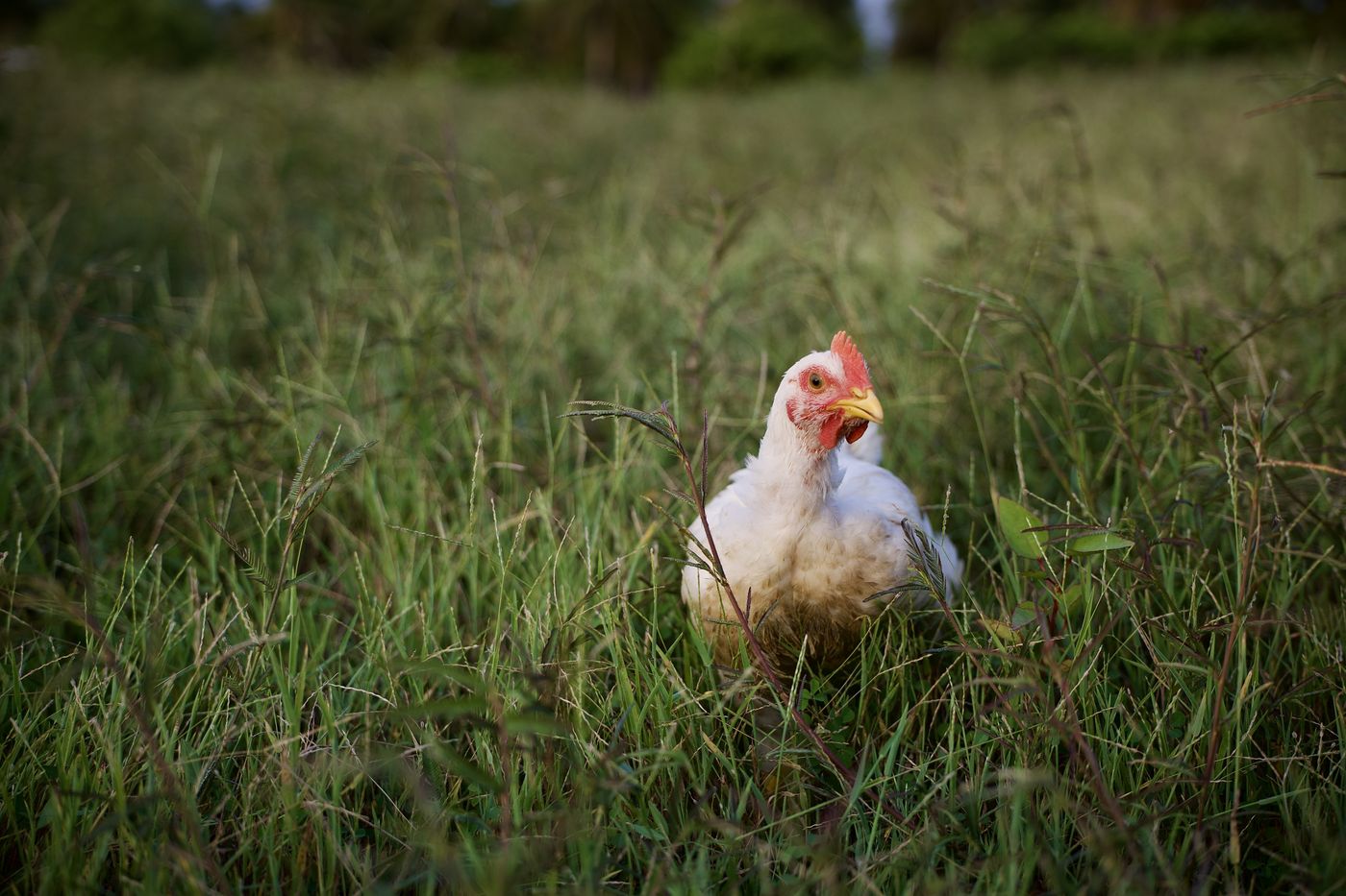 Pollo blanco de Mālama descansando en el pasto